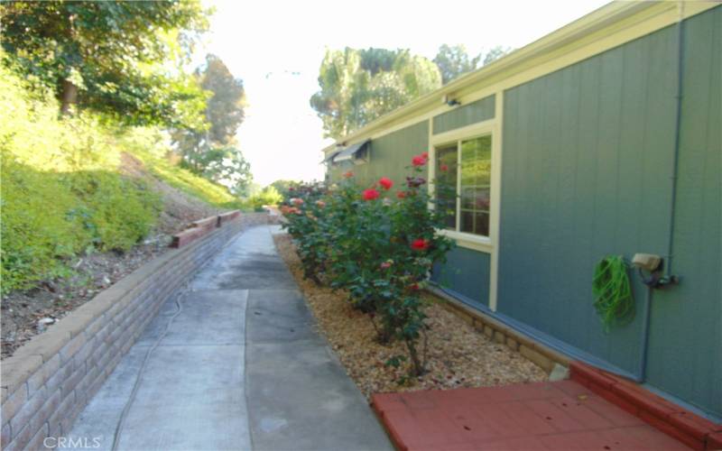 left side of house with mature fragrant rose bushes