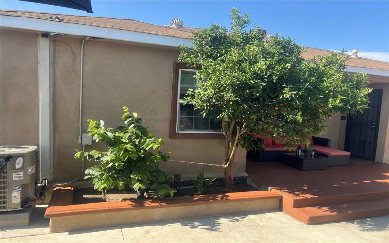 Backyard with fruit trees