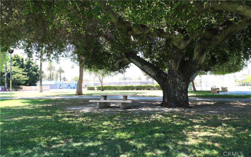 Picnic table under a large, cool tree