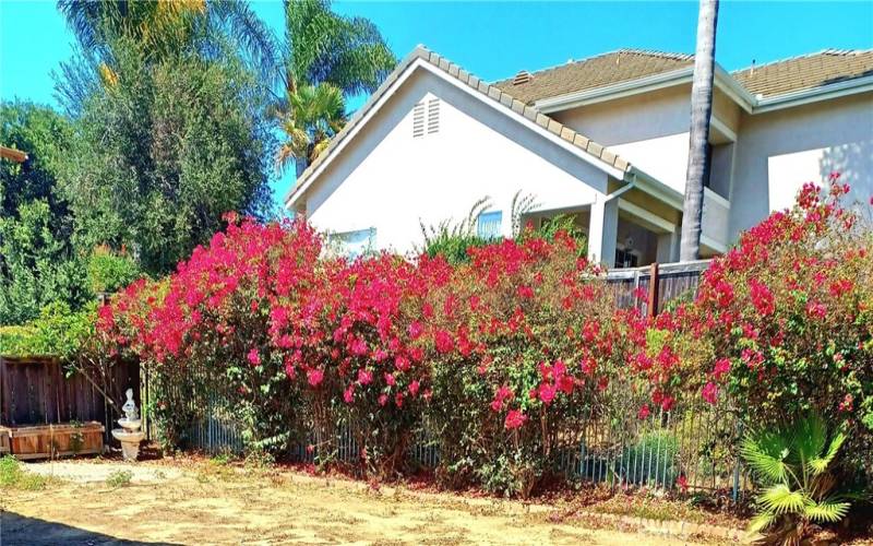 Bougainville in the backyard