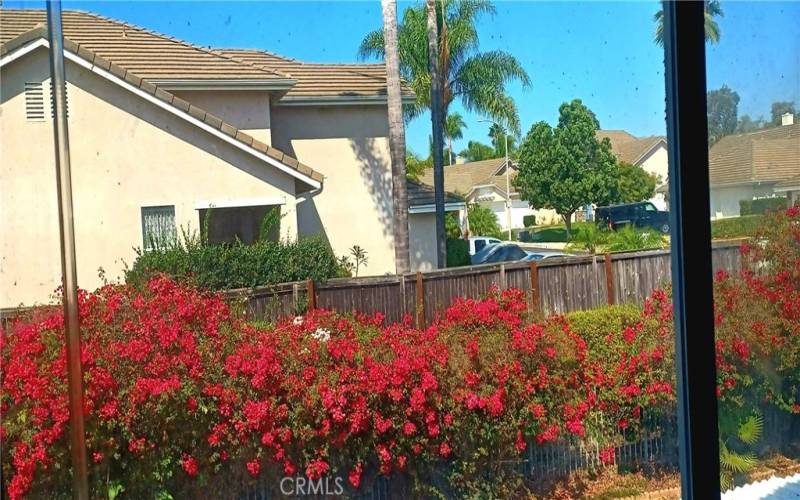 Bougainville flowers view from the masterbedroom