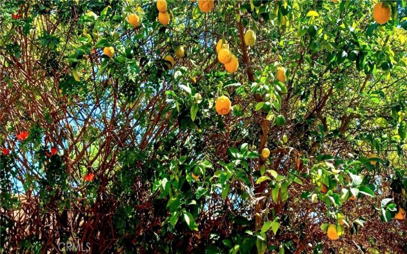 Orange tree