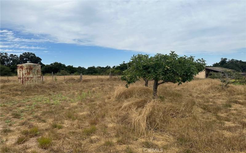 more fruit trees