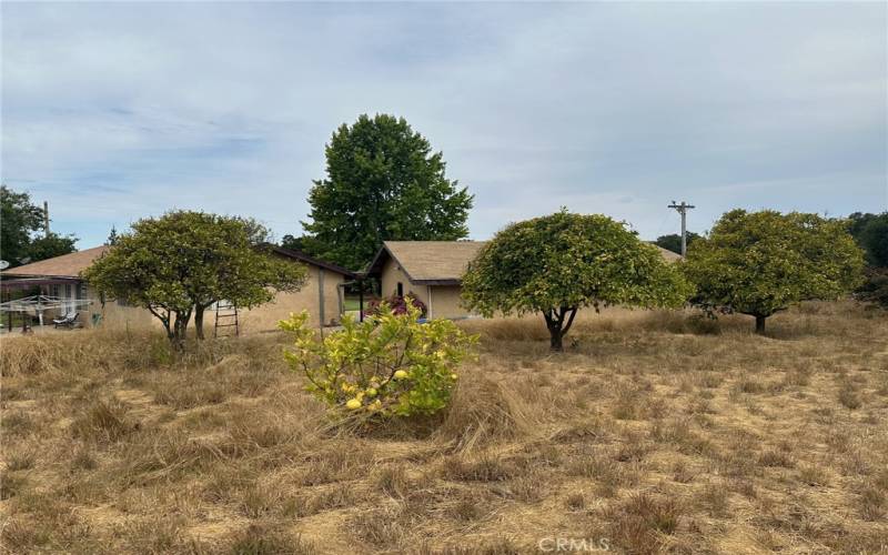 Fruit trees