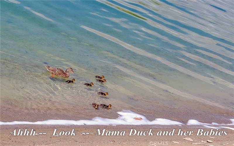 Ahhh -- Look -- Mama Duck and her Babies.  Nature and Mother hood.