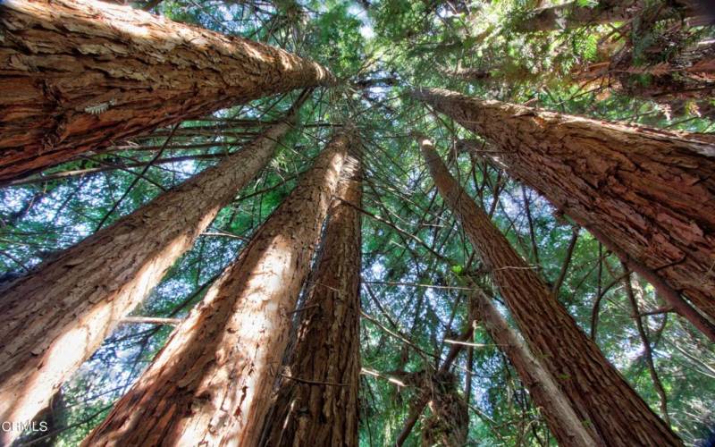 Towering Redwoods