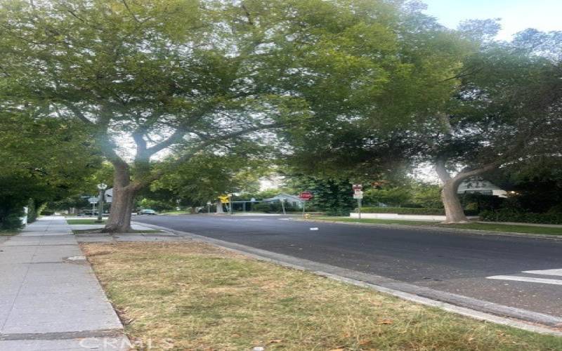 Tree Lined Street