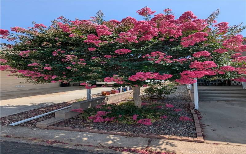 Crepe Myrtle is in Full Bloom!