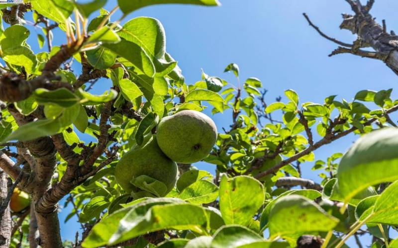 fruit trees