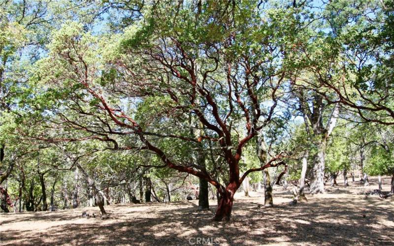 Beautiful Manzanita Trees