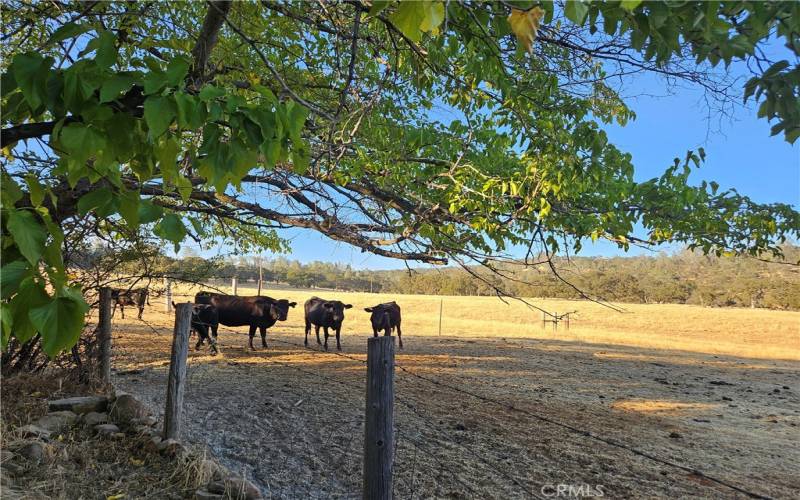 wonderful grazing land