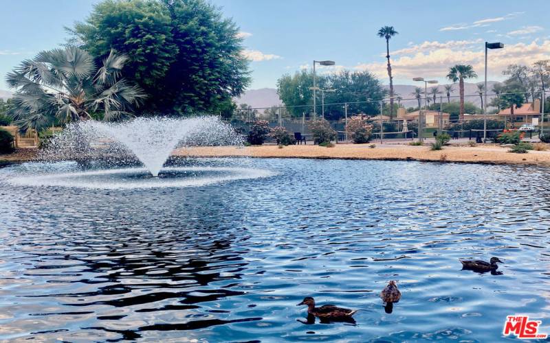 Ducks in the Lake