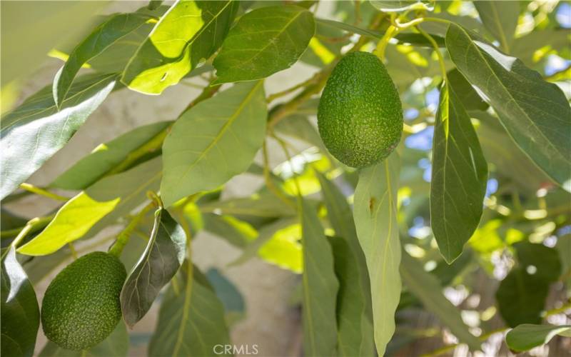 Avocado Tree