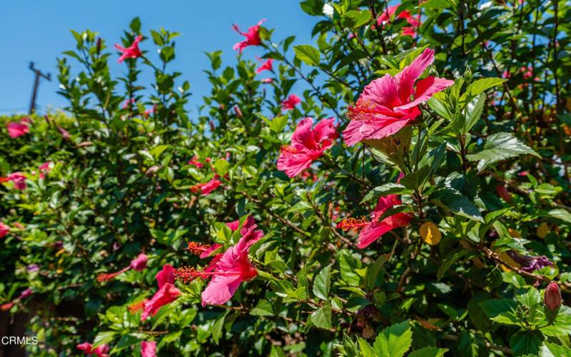 Hibiscus Flowers