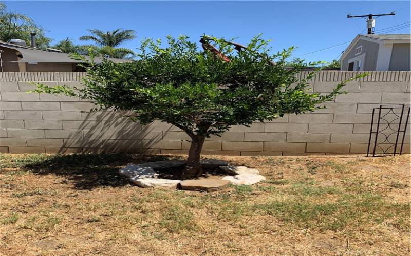 citrus fruit tree