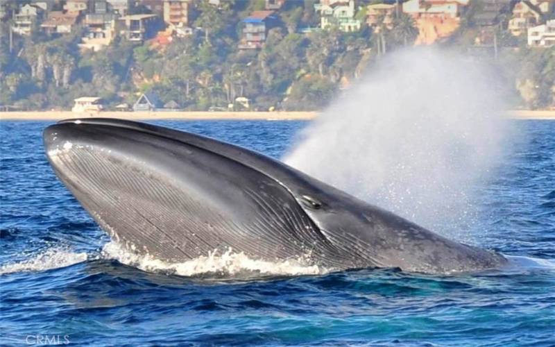 Great whale watching along the coast