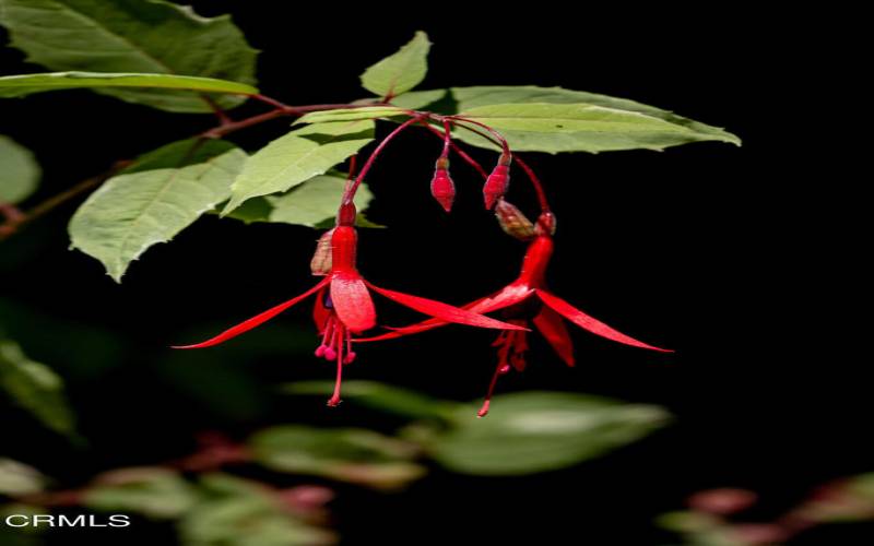 Botanical Bounty