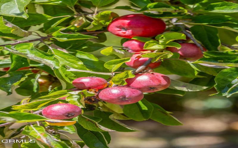 Apple Orchard