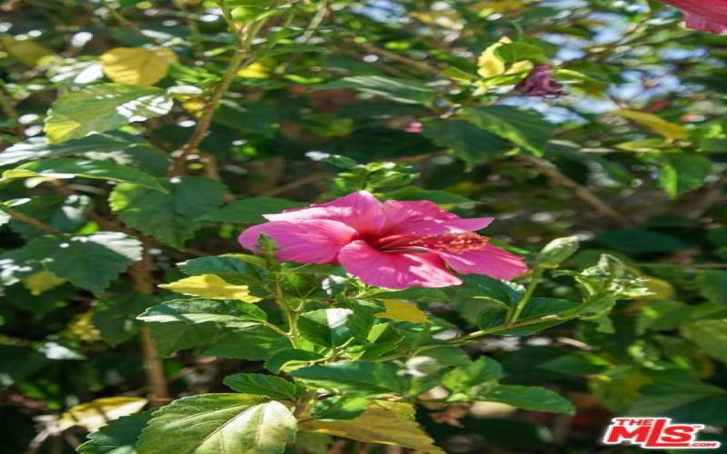 Beautiful Hibiscus