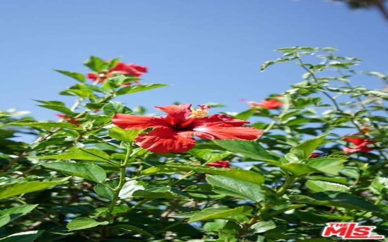 Hibiscus in Red