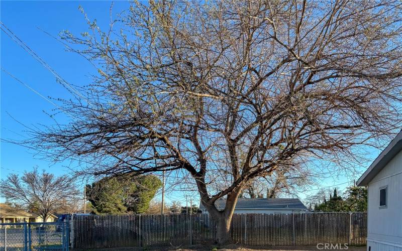 Large Shade Tree in Front Yard