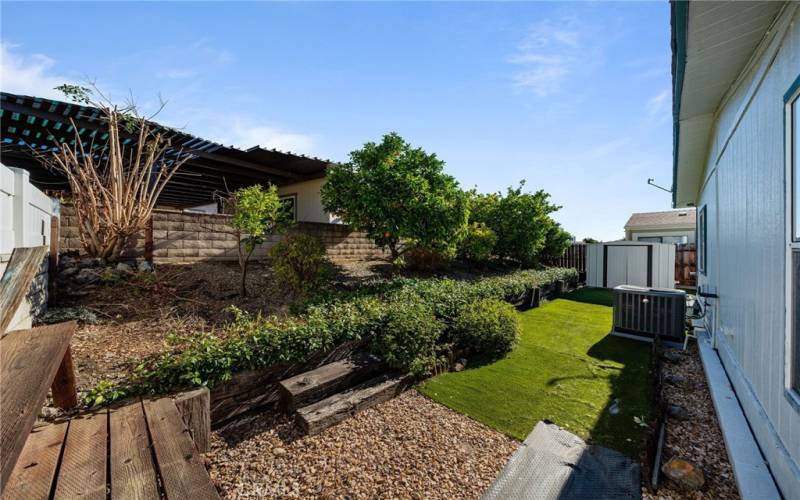 Back yard and fruit trees