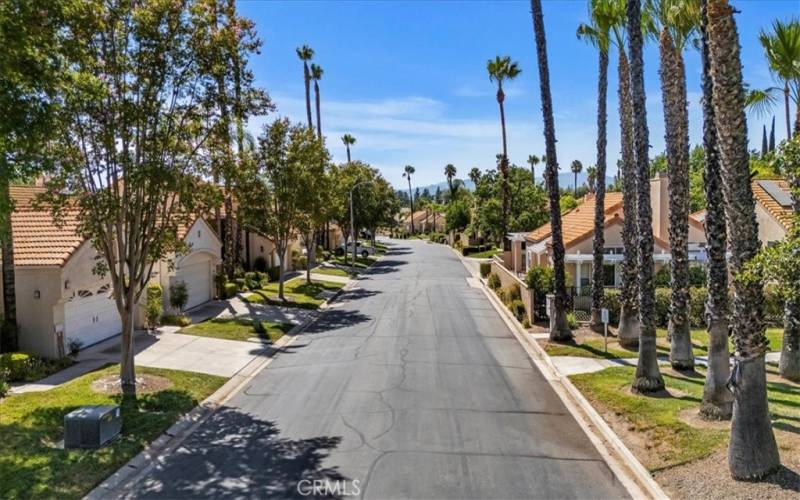 Beautiful tree lined streets