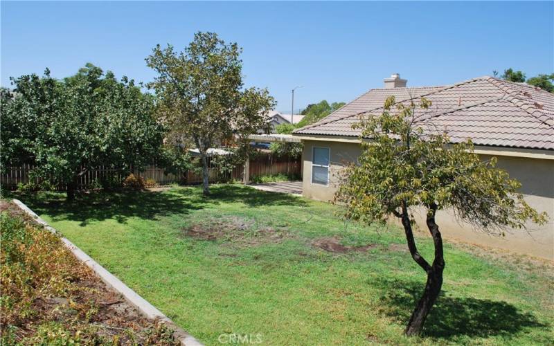  BACK YARD, FACING SOUTH, SHOWING TERRACE, PATIO, APRICOT, SYCAMORE AND PEACH TREES