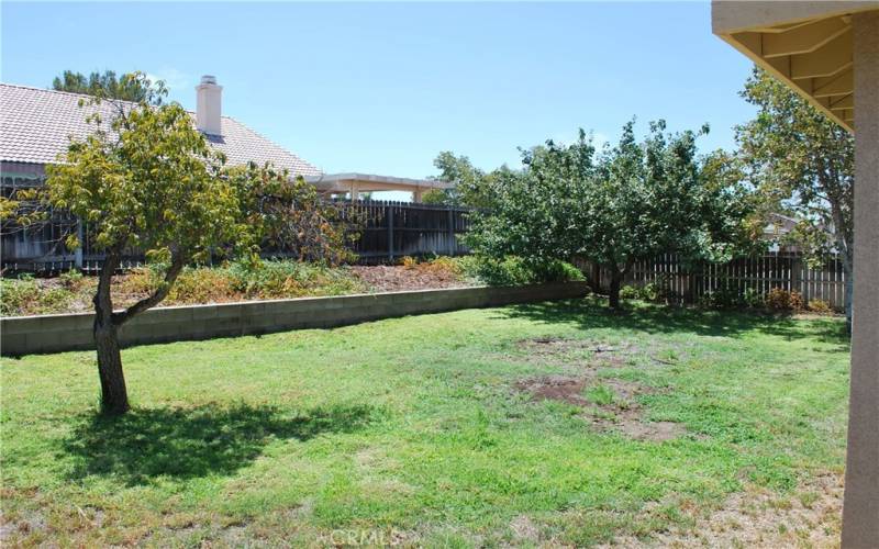 BACK YARD WITH PEACH AND APRICOT TREES