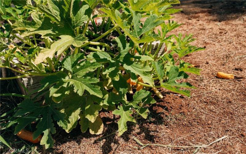 Yellow Squash