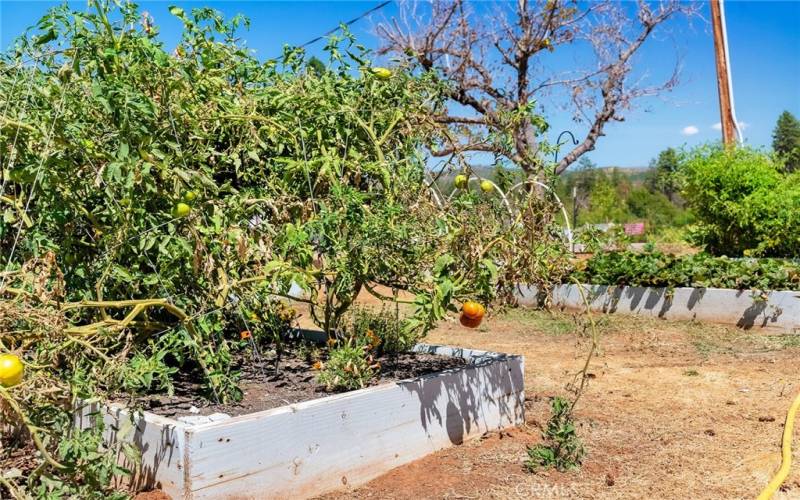 Tomato Plants