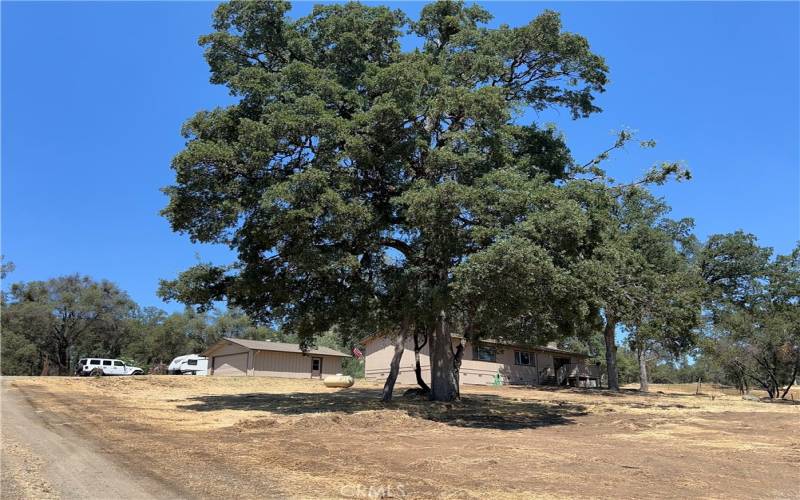 huge oak trees