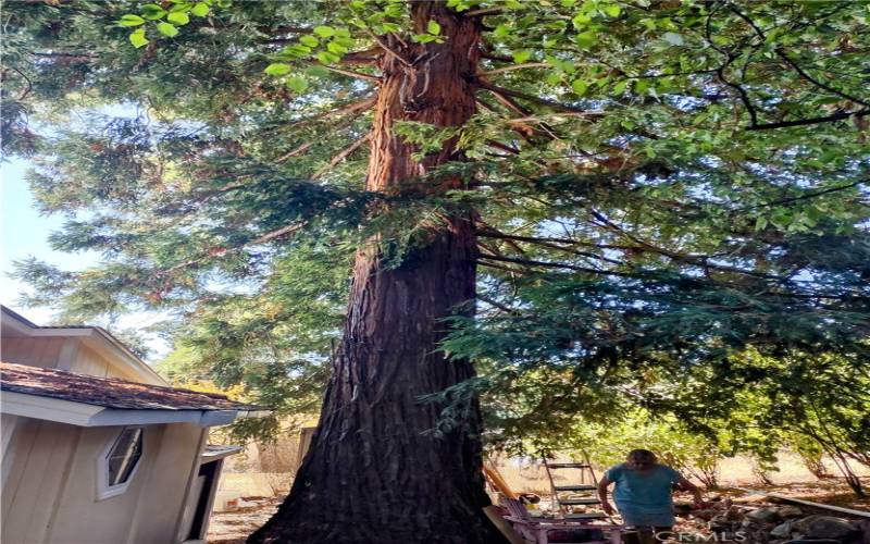 one of two 100 year old cedar trees