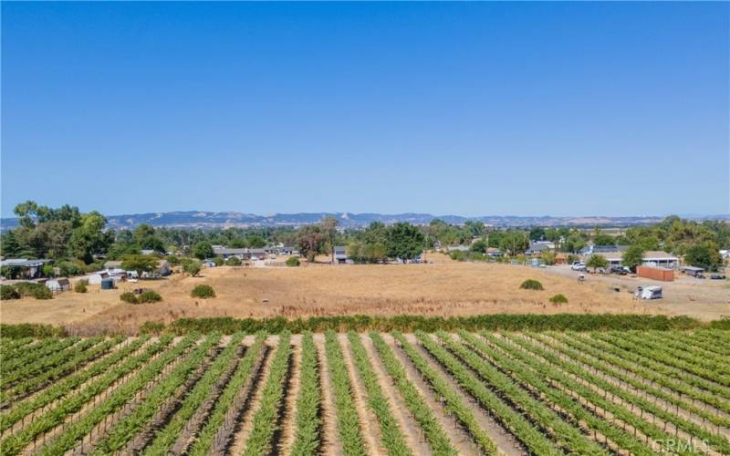 Looking West toward Paso hills.  Parcel begins at the vineyard edge