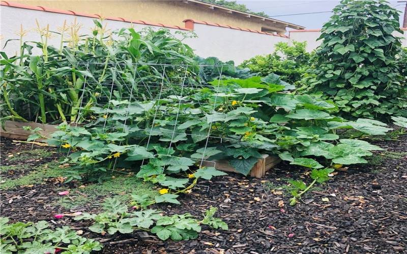 Vegetable garden!