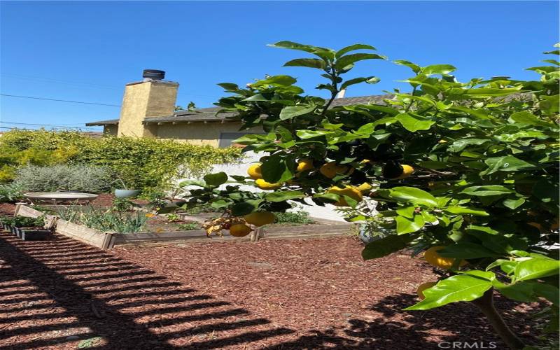 Vegetable and fruit garden.