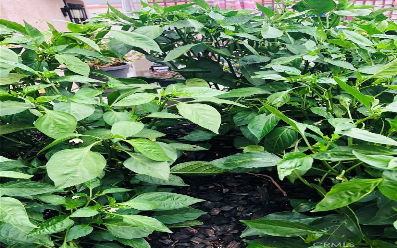 Basil, Artichokes, tomatoes and more!