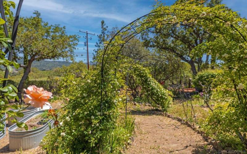 An Arbor with white roses to meander through...