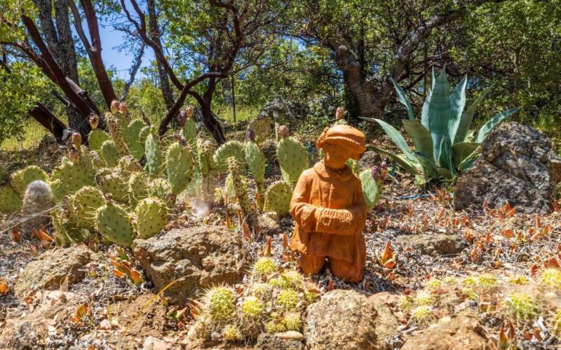 Many varieties of cactus and succulents are scattered throughout.