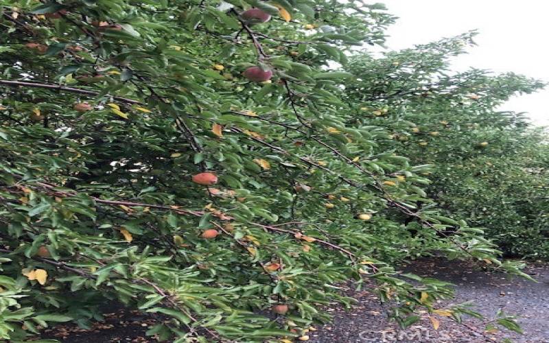 APPLE ORCHARD IN BACK OF HOUSE