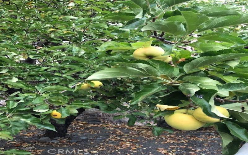 APPLES IN THE APPLE ORCHARD