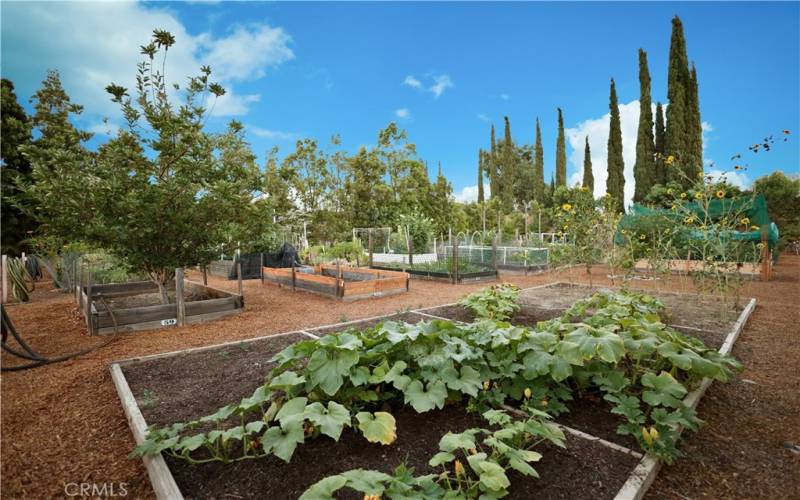 Community Garden