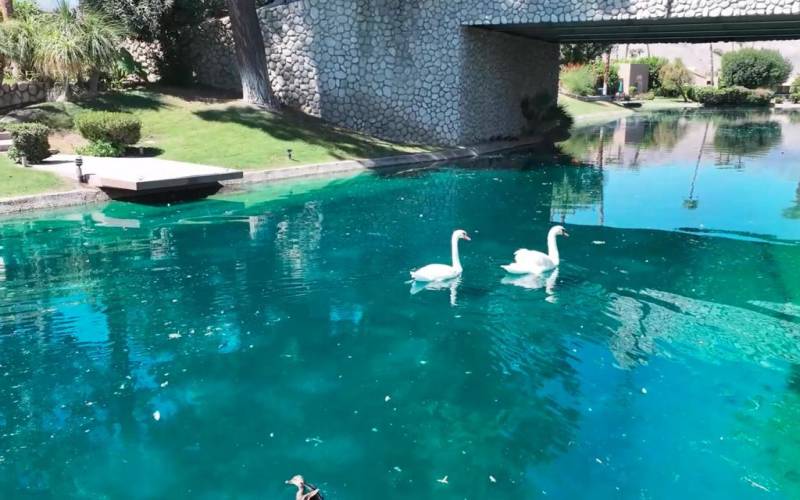 Resident Swans near Bridge