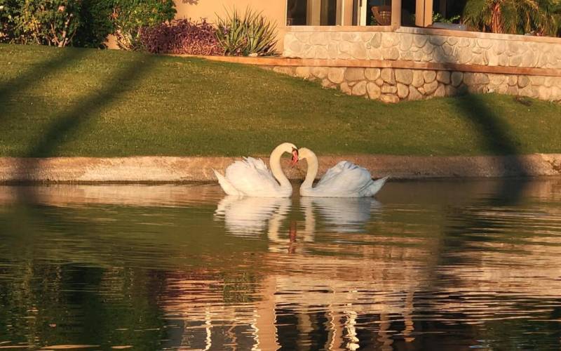 Resident Swans