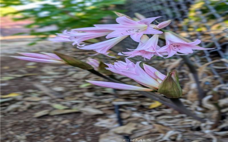 Flowers looming with stem