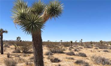 2814 Yucca Mesa Road, Yucca Valley, California 92284, ,Land,Buy,2814 Yucca Mesa Road,JT24182104