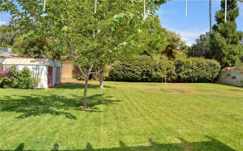 Big, beautiful backyard with expansive green lawn, a covered patio, two storage sheds, shade trees, roses, and lots of greenery for a relaxing, private space to entertain or just enjoy.