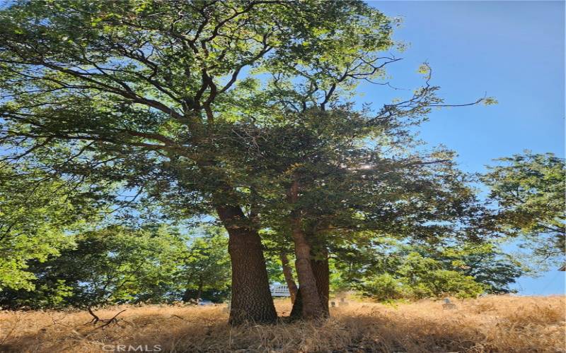 Trees on property