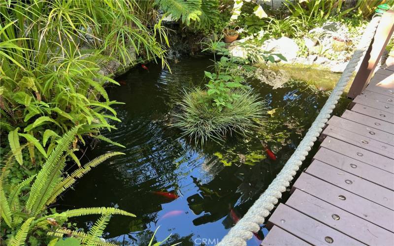 Koi pond