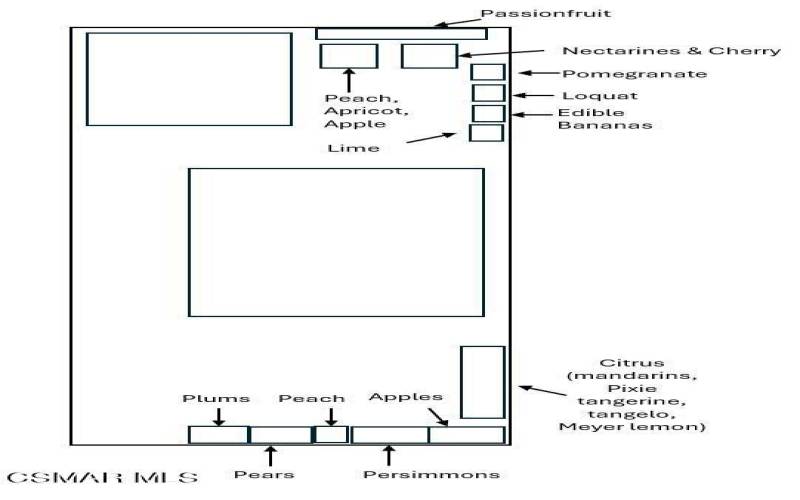 fruit tree diagram (1)